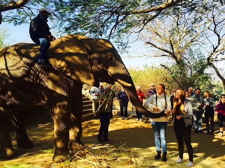 tussenjaar afrika olifant